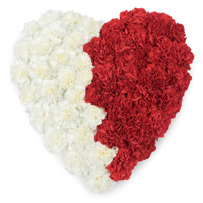 A bold, meticulously constructed heart of fresh carnations fills the frame from an overhead vantage: the left hemisphere formed from creamy, almost ivory carnations, the right from a sea of deep, saturated red blooms. The boundary between them is not a soft blend but a striking, serrated vertical line with nine distinct triangular points along the red edge, a deliberate design cue that strongly evokes the white-and-red emblem of Qatar. Each carnation's layered, crimped petals are individually visible, producing a lush, tactile surface where shadow and light emphasize the petals' curls and tiny ridges; the white side reads as gentle and consoling, the red as steady and proud. The clean white background isolates the heart, making its national symbolism and emotional resonance immediate and unmistakable. As a florist familiar with Harlesden's diverse communities and civic moments - and as crafted by Flowers Harlesden's own hands - this piece could be used for diplomatic receptions, national day remembrances, or a dignified floral tribute at community events near Craven Park or the High Street. You can almost sense the slight, clove-like fragrance of the carnations and the steady rhythm of floristry technique that packed each bloom to form such precise geometry. The arrangement communicates pride, remembrance, and affectionate loyalty without words, translating cultural identity into botanical art that reads clearly at a distance yet rewards close viewing with its delicate, ruffled detail.