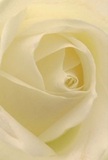 This intimate image invites you deep into the heart of a cream-toned rose, where each petal unfurls in a soft, spiral embrace. The velvety, almost feather-light texture feels reminiscent of the early hours in Harlesden, when dew still clings to the petals of blooms tended on local allotments. Gentle light weaves between curved ivory folds, enhancing their depth and infusing the scene with a sense of restful peace. The atmosphere is one of contemplation and gentle hope-a fitting companion to moments of sympathy or fresh beginnings in Harlesden's vibrant neighbourhoods. The delicate fragrance is nearly palpable, quietly sweet and understated, wrapping the room in warmth and solace. More than just a flower, this rose is a celebration of local artistry, each petal a testament to the care with which Harlesden's florists select and arrange their finest blooms. The close perspective highlights not only the beauty within the flower but also the profound emotion behind every thoughtful arrangement.